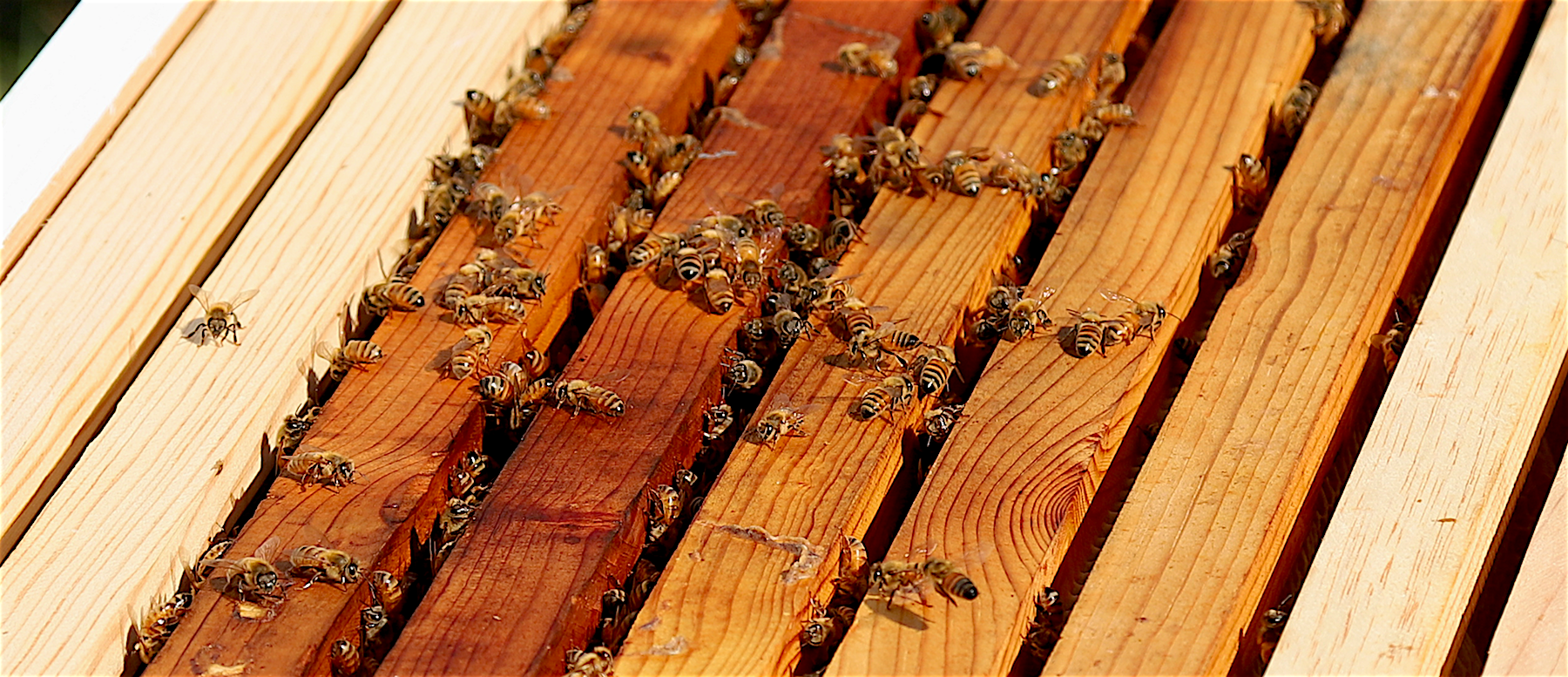 Langstroth 10 frame honey bee hive