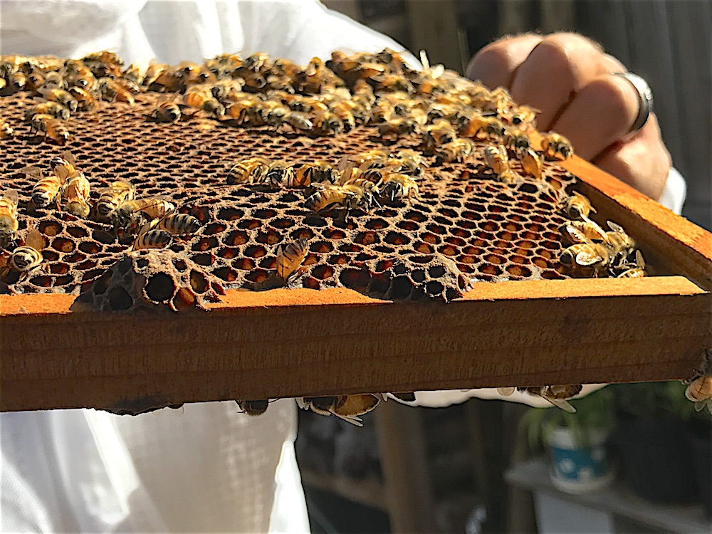 local st. augustine honey