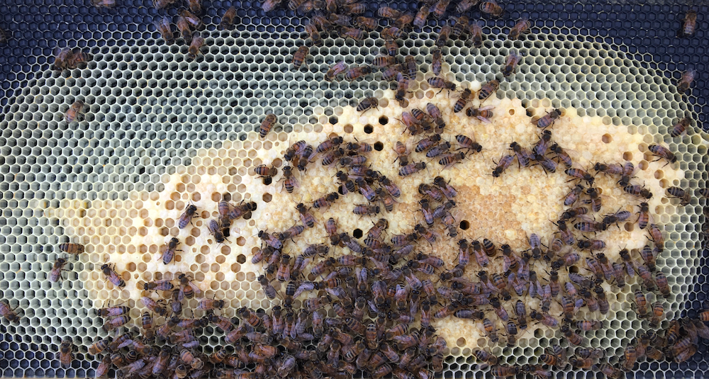 Capped brood and honey bee larvae