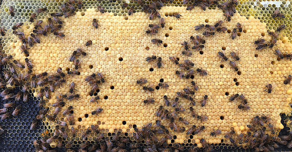 Capped brood on frame