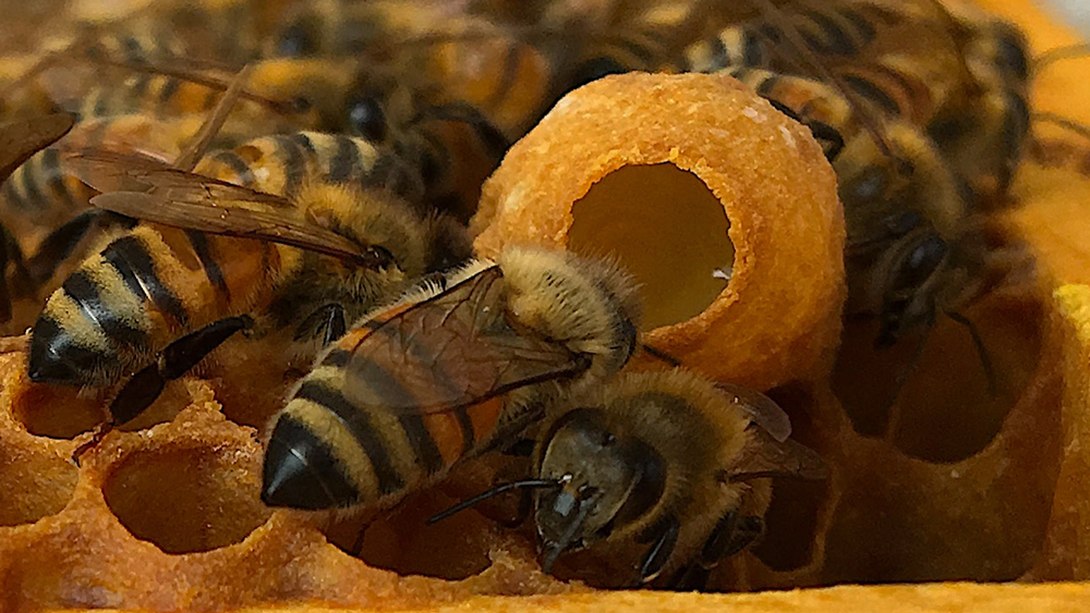 Queen Cup Filled With Royal Jelly