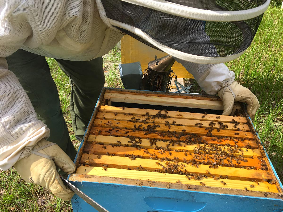 Inspecting a colony of honey bees