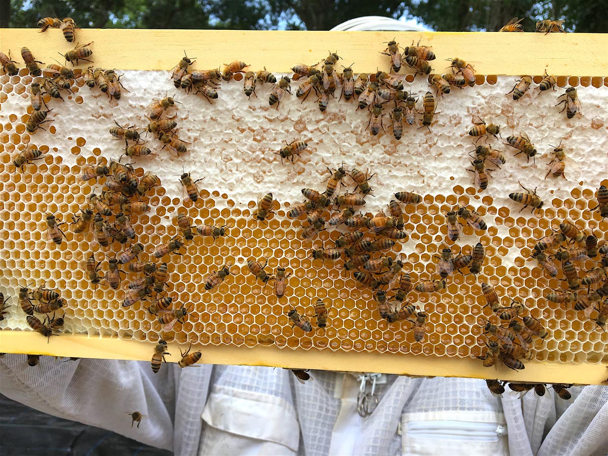 super frame of capped and uncapped honey