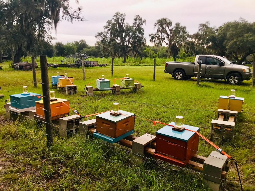 Honey Bee Hive Hurricane Preparation