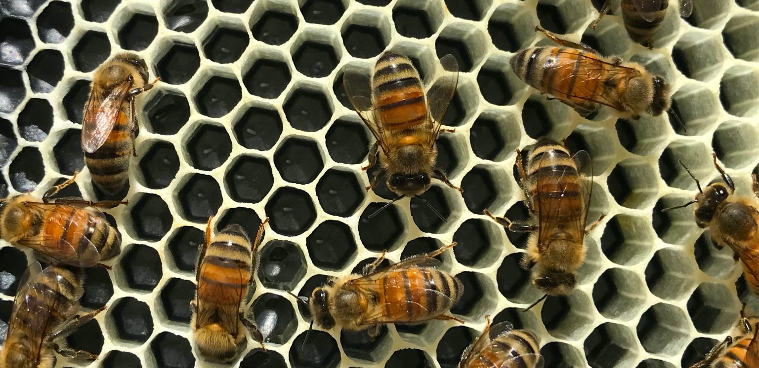 Watch How A Honey Bee Queen Lays Her Eggs Local Honey From St. Augustine