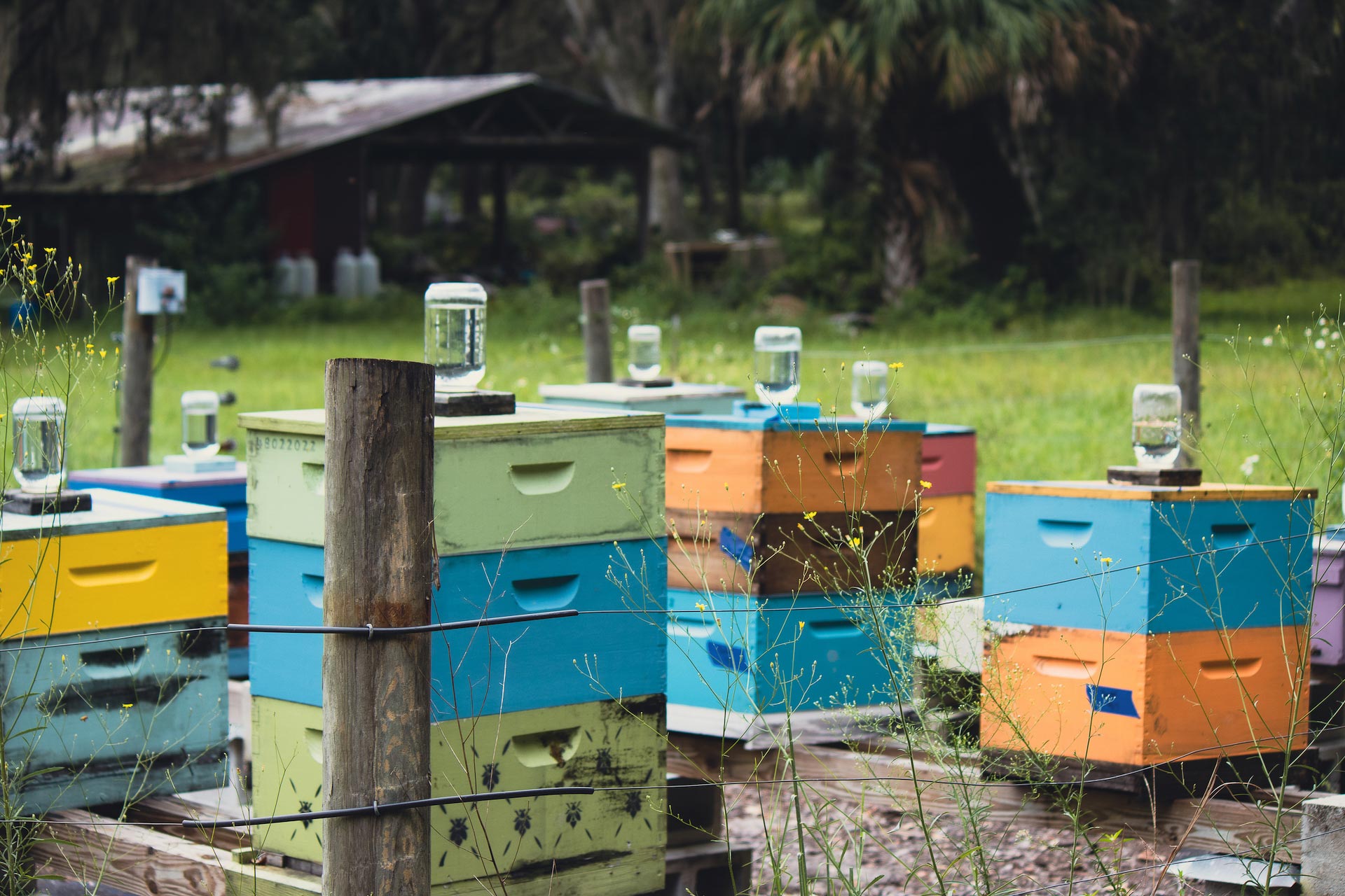 Beehives at a Bee Augustine Honey Co. apiary in St. Augustine