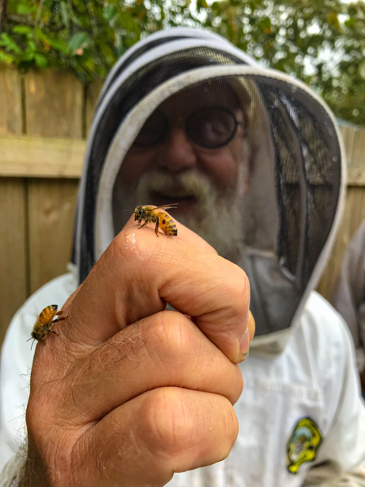 Bo Sterk Inspecting honey bees in St. Augustine