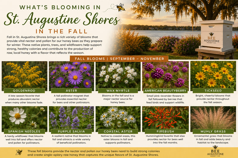 Infographic showing fall blooms in St. Augustine Shores, Florida, featuring goldenrod, aster, wax myrtle, American beautyberry, tickseed, Spanish needles, purple salvia, coastal aster, firebush, and muhly grass surrounding a Bee Augustine Honey Co. beehive.