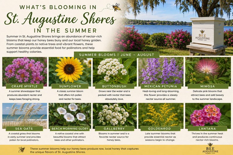 Summer nectar plants in St. Augustine Shores supporting honey bees, including crape myrtle, buttonbush, gallberry, sea oats, lantana, and other pollinator-friendly blooms at a Bee Augustine Honey Co. apiary in St. Augustine, Florida.