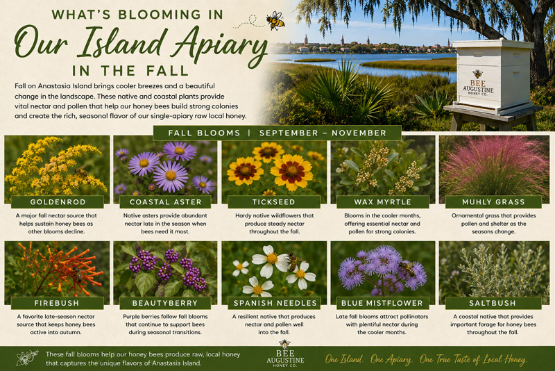 Fall blooms on Anastasia Island infographic featuring goldenrod, coastal aster, tickseed, wax myrtle, muhly grass, firebush, beautyberry, Spanish needles, blue mistflower, and saltbush supporting honey bees at the Bee Augustine Honey Co. Island Apiary.