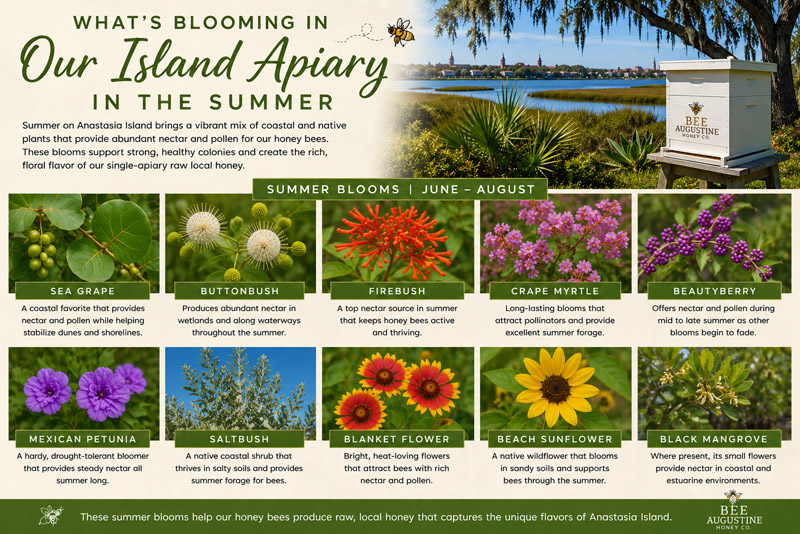 Summer blooms on Anastasia Island infographic featuring sea grape, buttonbush, firebush, crape myrtle, beautyberry, Mexican petunia, saltbush, blanket flower, beach sunflower, and black mangrove supporting honey bees at the Bee Augustine Honey Co. Island Apiary.