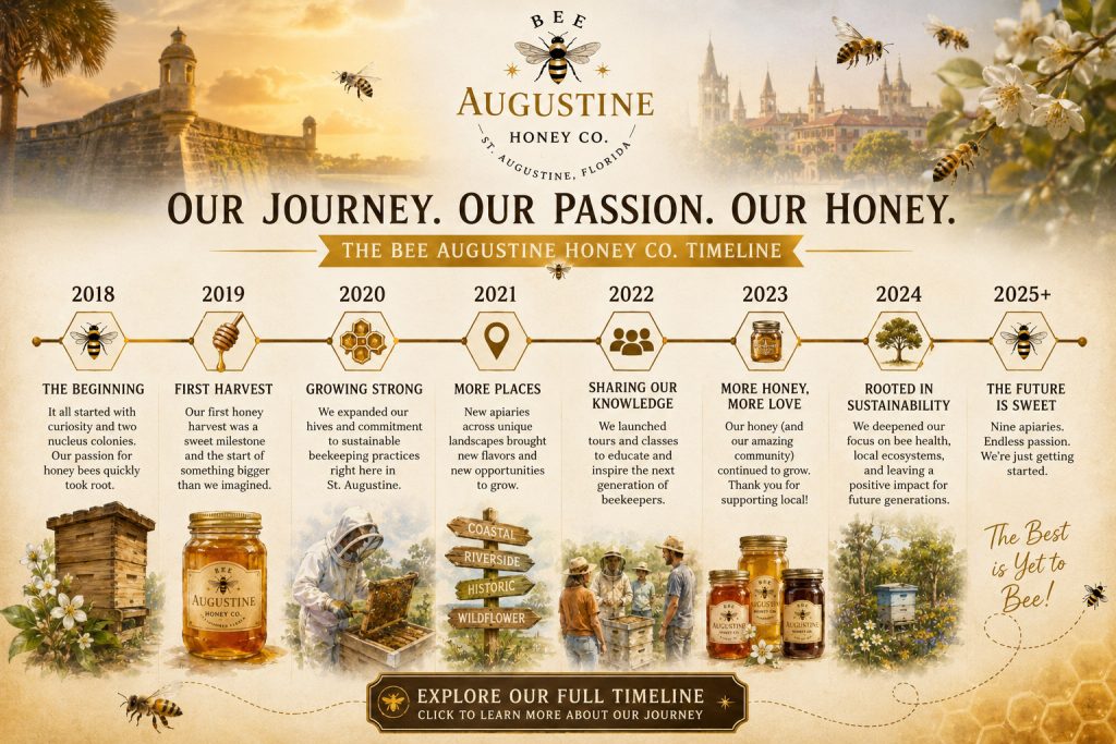 Bee Augustine Honey Co. timeline illustration showing the company's growth from two nucleus colonies in 2018 to nine unique apiaries across St. Augustine, Florida, highlighting local honey production, apiary tours, backyard beekeeping classes, and sustainable beekeeping.