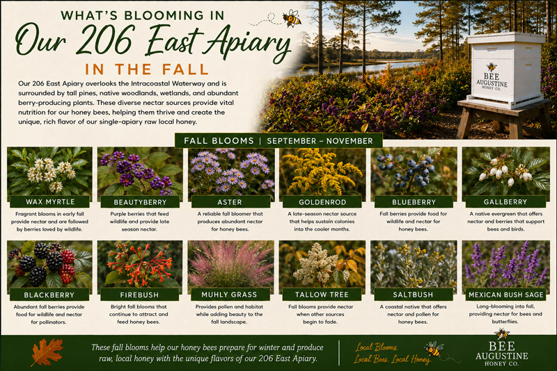 Fall blooms at Bee Augustine Honey Co.’s 206 East Apiary near the Intracoastal Waterway in St. Augustine, Florida, featuring wax myrtle, beautyberry, aster, goldenrod, firebush, muhly grass, saltbush, and other seasonal forage for honey bees.