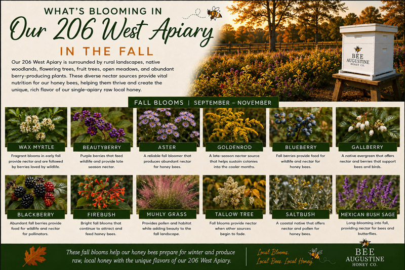 Fall blooms at Bee Augustine Honey Co.’s 206 West Apiary in St. Augustine, Florida, featuring wax myrtle, beautyberry, aster, goldenrod, firebush, muhly grass, Mexican bush sage, and other late-season forage for honey bees.