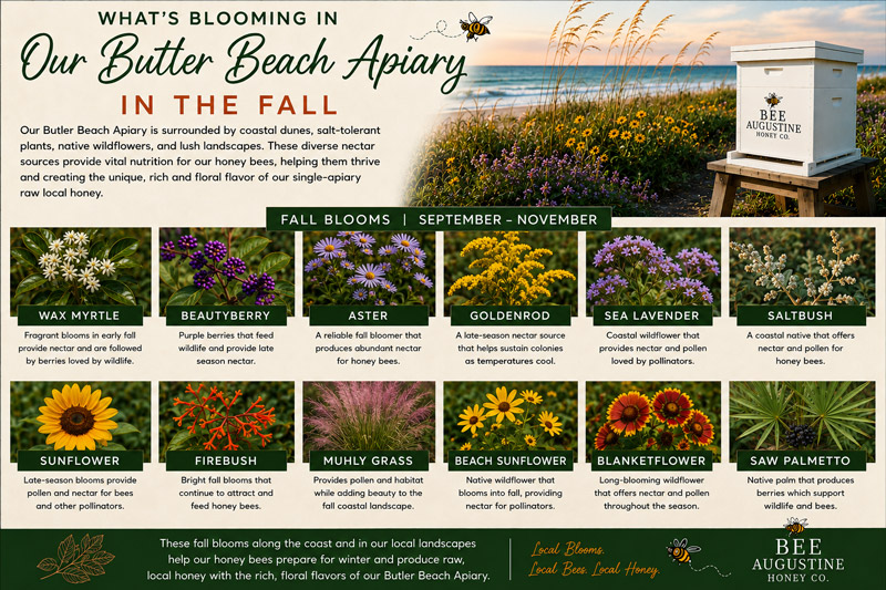 Fall blooms at Bee Augustine Honey Co.’s Butler Beach Apiary in St. Augustine, Florida, featuring wax myrtle, beautyberry, aster, goldenrod, sea lavender, saltbush, firebush, muhly grass, beach sunflower, blanketflower, and other coastal forage for honey bees.
