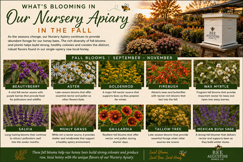 Fall blooms at Bee Augustine Honey Co.’s Nursery Apiary in St. Augustine, Florida, featuring beautyberry, aster, goldenrod, firebush, wax myrtle, salvia, muhly grass, gaillardia, tallow tree, and Mexican bush sage.