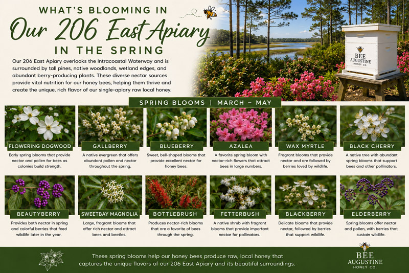 Spring blooms at Bee Augustine Honey Co.’s 206 East Apiary in St. Augustine, Florida, featuring blueberries, gallberries, blackberries, flowering dogwood, azaleas, wax myrtle, beautyberry, bottlebrush, fetterbush, and other native plants that provide forage for honey bees.