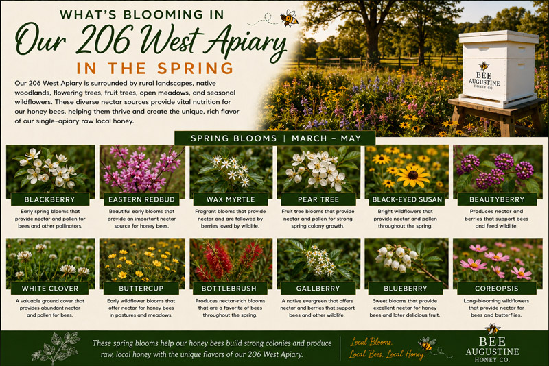 Spring blooms at Bee Augustine Honey Co.’s 206 West Apiary in St. Augustine, Florida, featuring blackberry, eastern redbud, wax myrtle, pear blossoms, white clover, buttercup, bottlebrush, gallberry, blueberry, coreopsis, and other spring forage for honey bees.