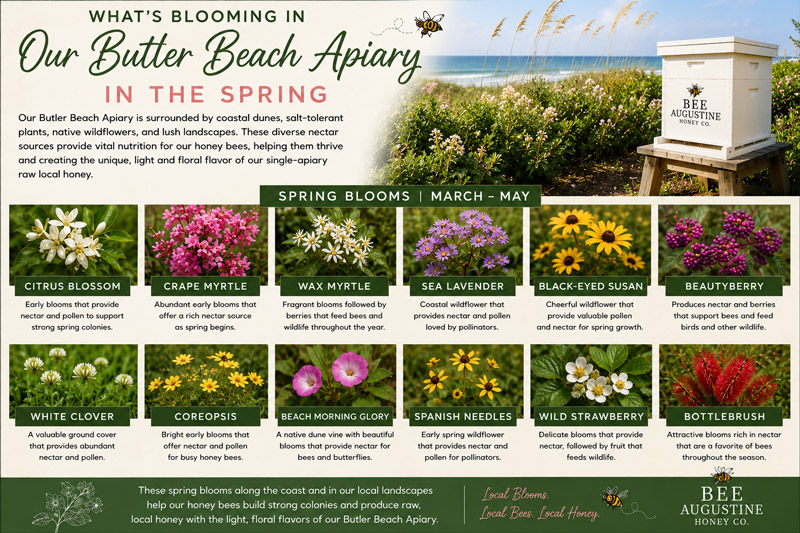 Spring blooms at Bee Augustine Honey Co.’s Butler Beach Apiary in St. Augustine, Florida, featuring citrus blossom, wax myrtle, sea lavender, black-eyed Susan, beautyberry, white clover, coreopsis, beach morning glory, Spanish needles, wild strawberry, bottlebrush, and other coastal forage for honey bees.