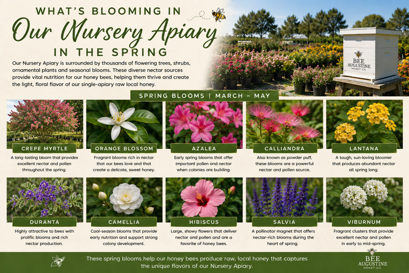 Spring blooms at Bee Augustine Honey Co.’s Nursery Apiary in St. Augustine, Florida, featuring flowering trees, shrubs, ornamentals, and nectar-rich plants that provide spring forage for honey bees.