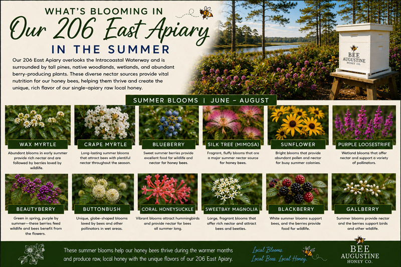 Summer blooms at Bee Augustine Honey Co.’s 206 East Apiary near the Intracoastal Waterway in St. Augustine, Florida, featuring wax myrtle, crape myrtle, buttonbush, beautyberry, coral honeysuckle, sweetbay magnolia, blackberry, gallberry, and other summer forage for honey bees.