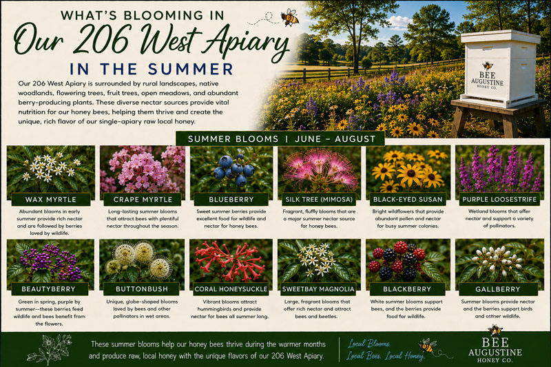 Summer blooms at Bee Augustine Honey Co.’s 206 West Apiary in St. Augustine, Florida, featuring crape myrtle, black-eyed Susan, beautyberry, buttonbush, coral honeysuckle, sweetbay magnolia, blackberry, gallberry, and other seasonal forage for honey bees.
