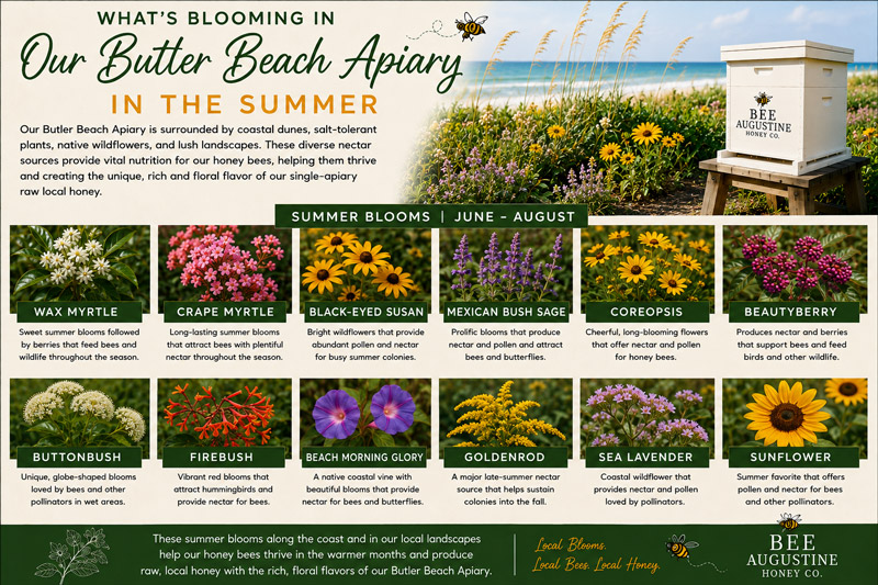 Summer blooms at Bee Augustine Honey Co.’s Butler Beach Apiary in St. Augustine, Florida, featuring wax myrtle, crape myrtle, black-eyed Susan, coreopsis, beautyberry, buttonbush, firebush, beach morning glory, sea lavender, sunflower, and other coastal forage for honey bees.