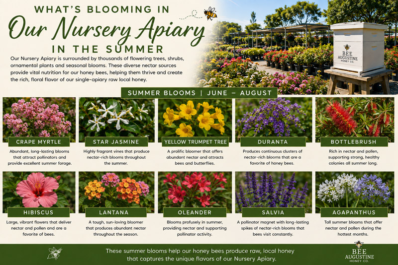 Summer blooms at Bee Augustine Honey Co.’s Nursery Apiary in St. Augustine, Florida, featuring flowering trees, shrubs, ornamentals, and nectar-rich plants that provide seasonal forage for honey bees.